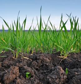 BASIS Nutrient Management Planning Course